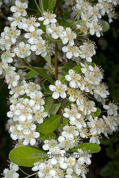 pyracantha aff rogersiana 1 graphic